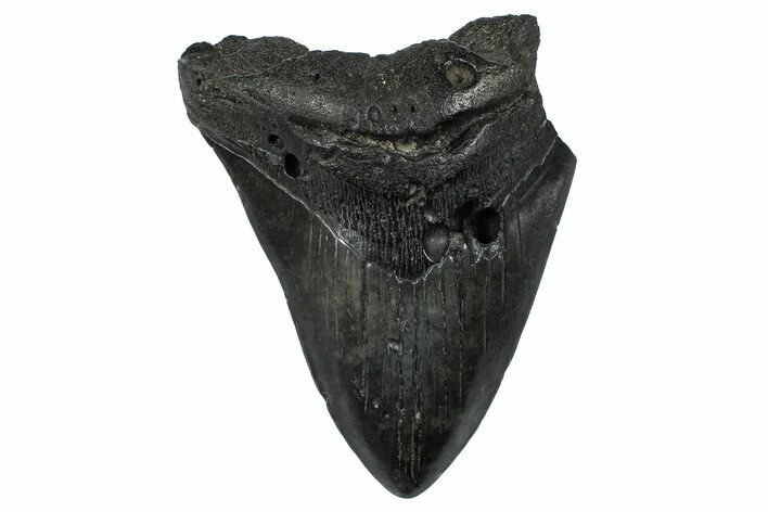 Bargain, Fossil Megalodon Tooth - South Carolina #368498
